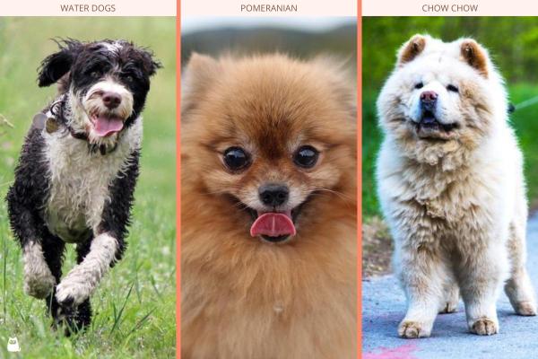 ¿Qué razas de perros no se deben afeitar? -