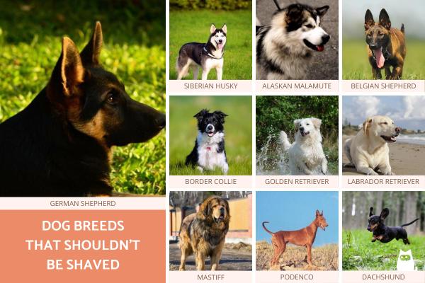 ¿Qué razas de perros no se deben afeitar? - Razas de perros a las que nunca se les debe afeitar el pelo