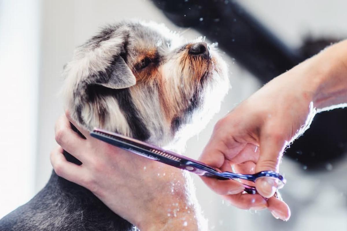 ¿qué Razas De Perros No Se Deben Afeitar?