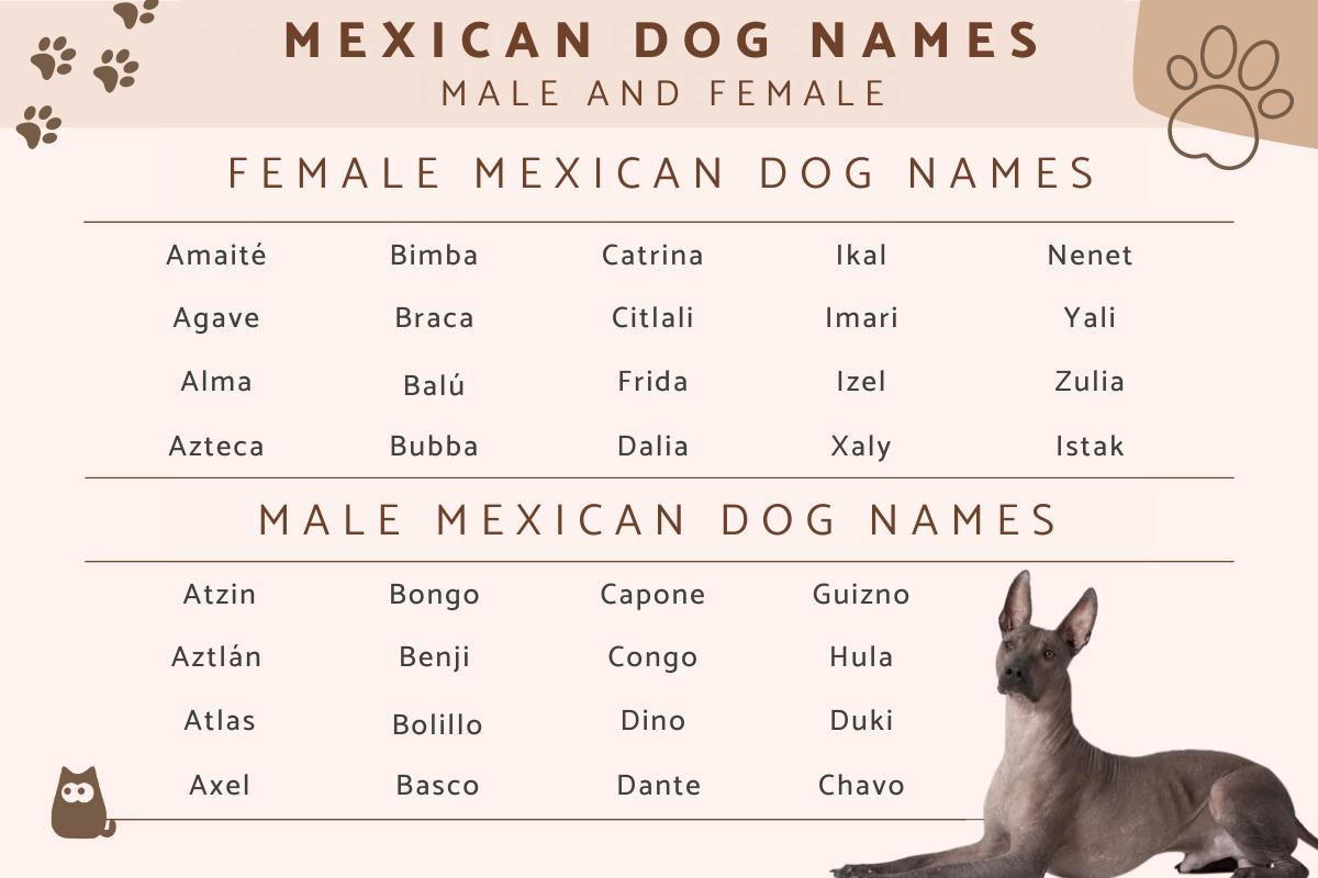 Nombres De Perros Mexicanos: Macho Y Hembra