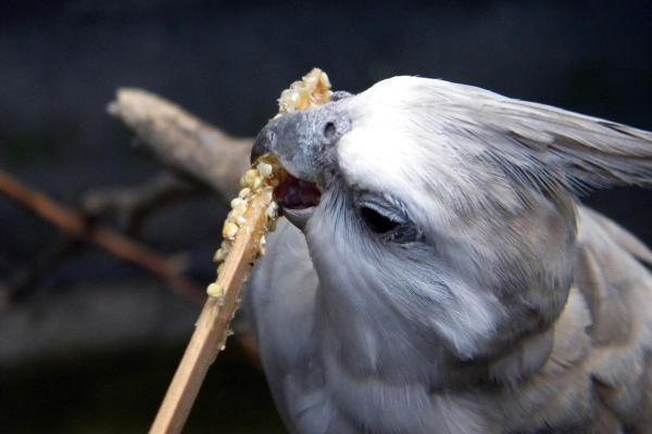 ¿Qué comen las cacatúas? - La mejor dieta para cacatúas.