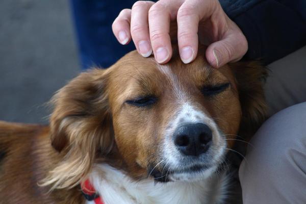 ¿Por qué mi perro me muerde cuando lo acaricio? - ¿Por qué mi perro adulto me muerde cuando lo acaricio?