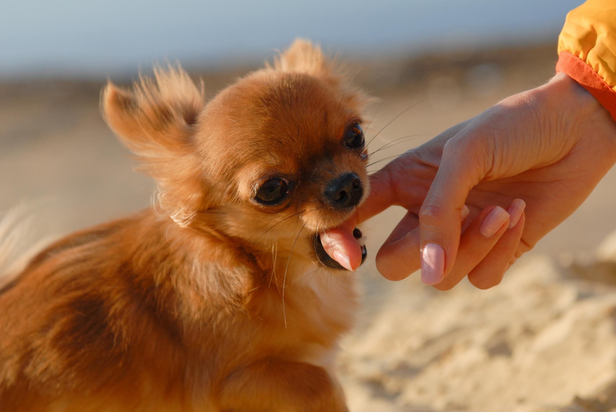 ¿Por Qué Mi Perro Me Muerde Cuando Lo Acaricio? ¿por Qué Mi Perro Me Muerde Cuando Lo Acaricio?