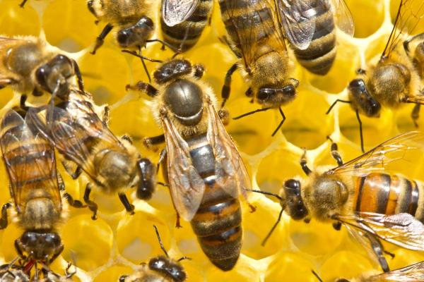Ciclo de vida de una abeja melífera - Ciclo de vida de una abeja reina
