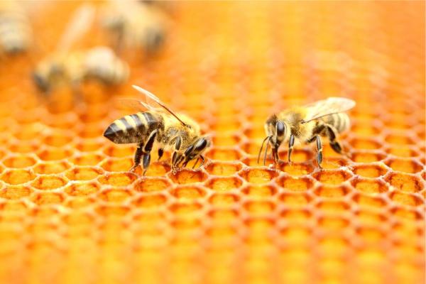 Ciclo de vida de una abeja melífera - Ciclo de vida de una abeja obrera