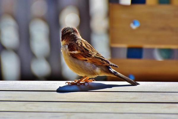 ¿Cómo cuidar a un gorrión común? - Cómo devolver a la naturaleza un gorrión común y adulto