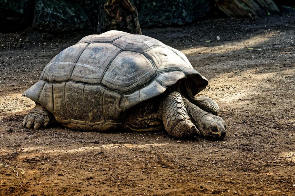 Mi Tortuga No Se Mueve: Por Qué Y Qué Hacer | 2024