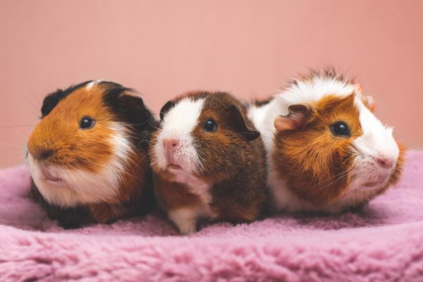 ¿Cómo saber la diferencia entre un conejillo de indias macho y una hembra? - ¿Cómo sé si mi cobaya es hembra?