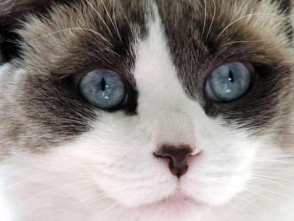 Cómo bañar a un gato Ragdoll -
