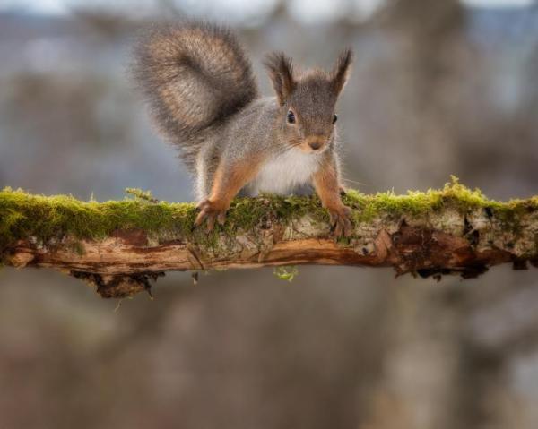 Ardillas como mascotas: ¿está bien tener una ardilla como mascota? - Consideraciones sobre la salud de la ardilla mascota