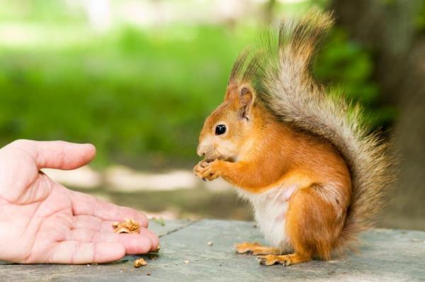 Ardillas como mascotas: ¿está bien tener una ardilla como mascota? - Dieta de las ardillas