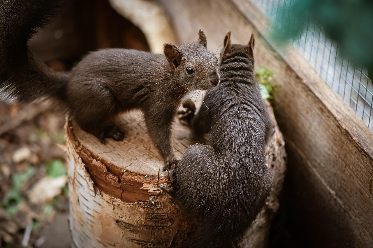 Ardillas Como Mascotas: ¿está Bien Tener Una Ardilla Como Mascota?