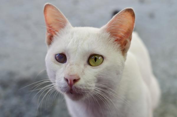 Antihistamínicos para gatos - Dosis, tipos y efectos secundarios - Contraindicaciones de los antihistamínicos para gatos