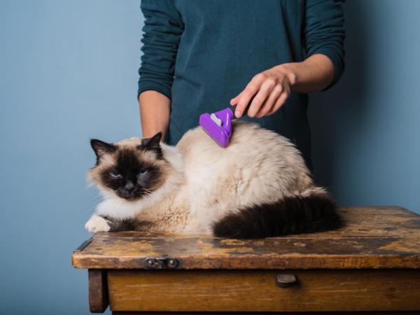 Cepillos para gatos de pelo largo - Cómo cepillar a un gato de pelo largo