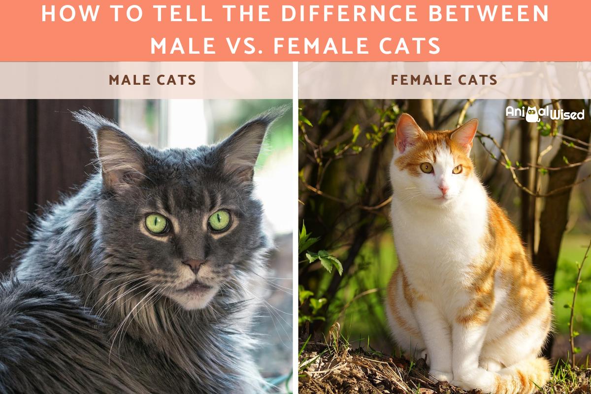 Cómo Saber La Diferencia Entre Gatitos Machos Y Hembras