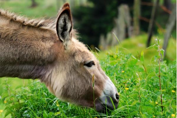 ¿Qué comen los burros? - ¿Qué comen los burros adultos?