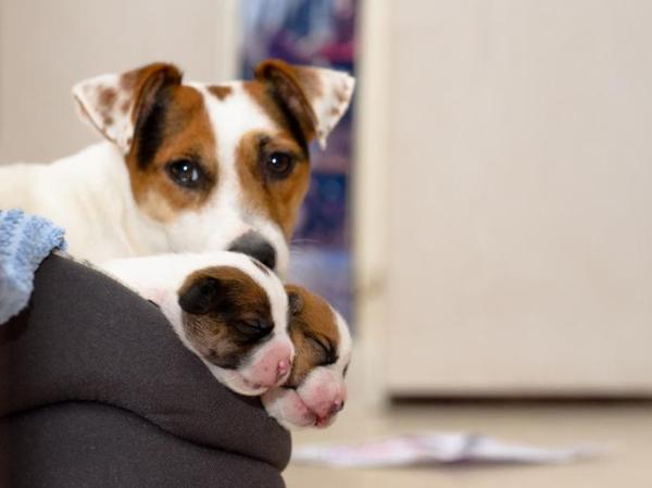 Qué debe comer mi perro después de dar a luz - ¿Cómo alimentar a una perra después de dar a luz?