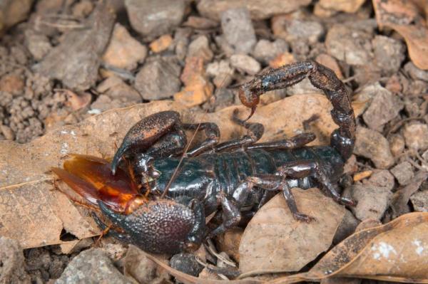 Tener un escorpión emperador como mascota - Dieta del escorpión emperador