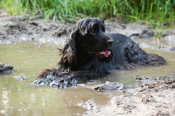 ¿Por qué mi perro se tambalea al caminar? - Falla de organo