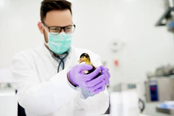 ¿Cómo cuidar un pato? - Enfermedades de los patos