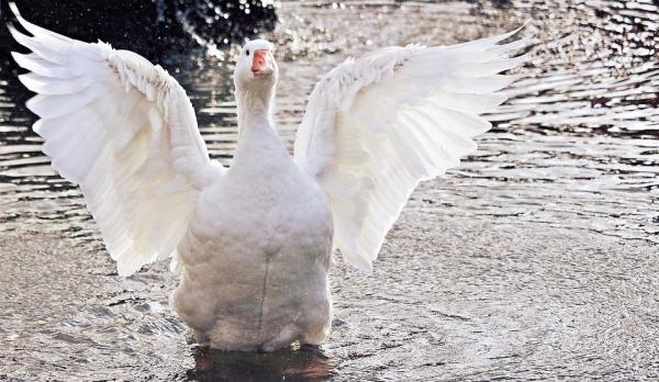 ¿Cómo cuidar un pato? - ¿Dónde vive el pato doméstico?