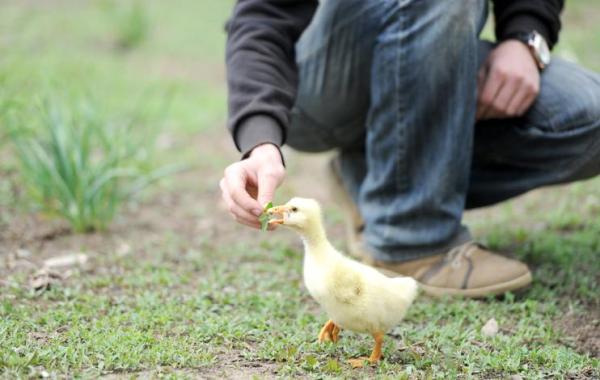 ¿Cómo cuidar un pato? - Alimentos permitidos y prohibidos para patos.