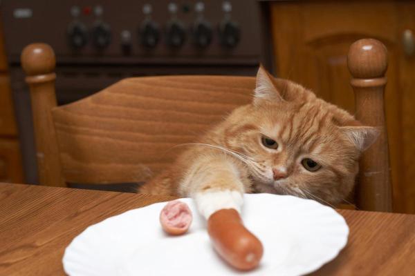 ¿Pueden los gatos comer salchichas? - ¿Cómo darle salchichas a mi gato?