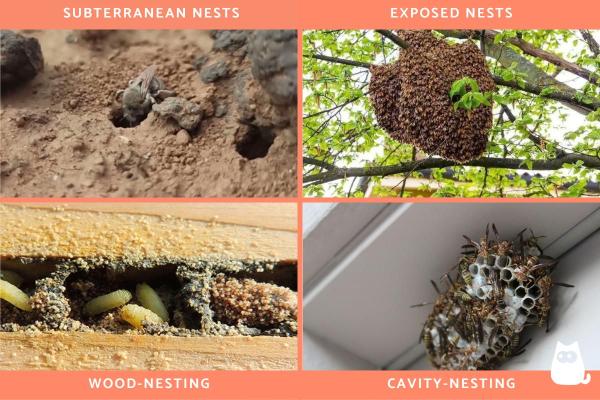 Nidos de Abejas - Tipos y Características - Tipos de nidos de abejas