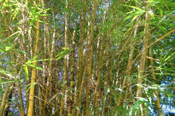 Plantas para el hogar y el jardín aptas para perros - Bambú dorado (Phyllostachys aurea)