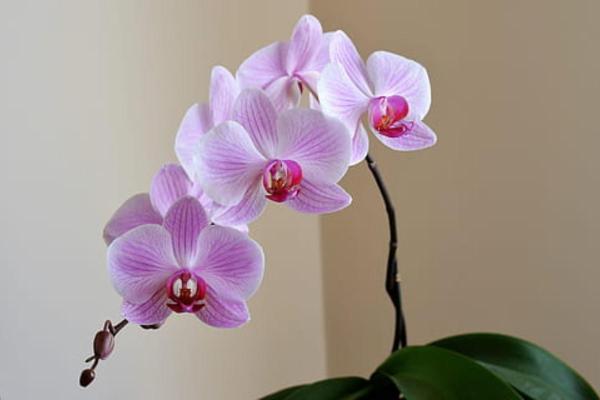 Plantas aptas para perros para el hogar y el jardín - Orquídeas polilla (Phalaenopsis)
