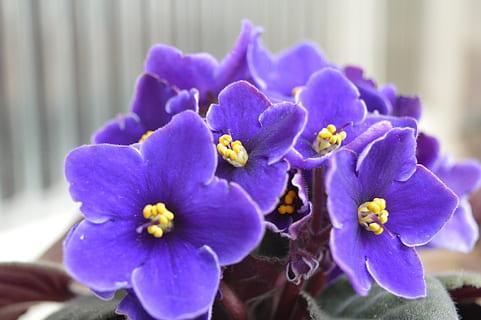 Plantas aptas para perros para el hogar y el jardín: violetas africanas (Streptocarpus sect. Saintpaulia)