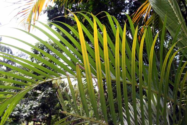 Plantas para el hogar y el jardín aptas para perros - Palma areca (Dypsis lutescens)