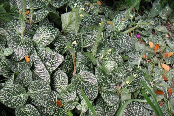 Plantas aptas para perros para el hogar y el jardín - Planta nerviosa (Fittonia albivenis)