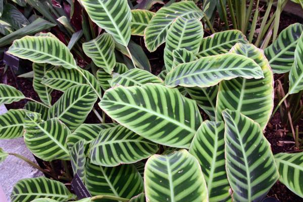 Plantas aptas para perros para el hogar y el jardín - Calathea (Calathea)