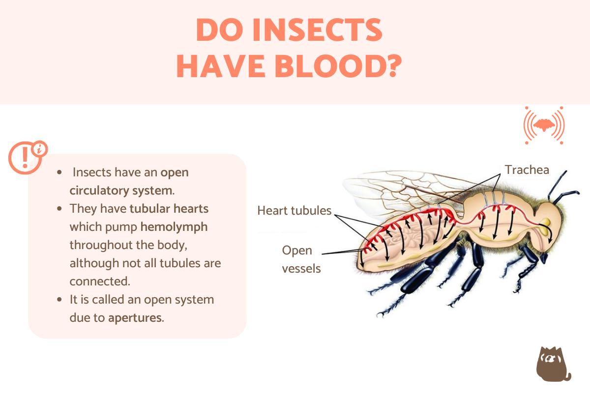 Do Insects Bleed ¿Los Insectos Tienen Sangre? | 2024