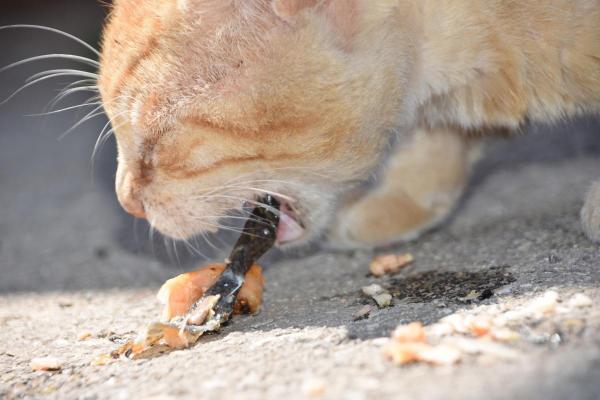 Linfoma intestinal en gatos - Síntomas del linfoma intestinal en gatos