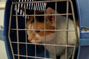 Mi Gato Odia Ir Al Veterinario