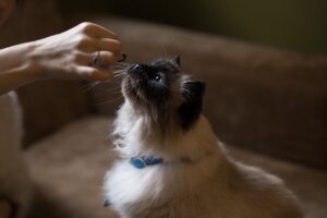 Mi Gato Está Obsesionado Con La Comida