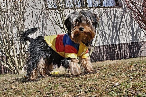 10 cortes de pelo para un Yorkshire Terrier - estilo Perro de Agua Español