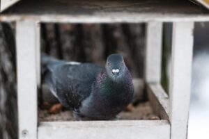 Tener Palomas Como Mascotas: Guía De Cuidados Completa