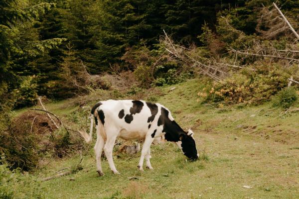 ¿Qué comen las vacas además de pasto?  - ¿Qué comen las vacas adultas?