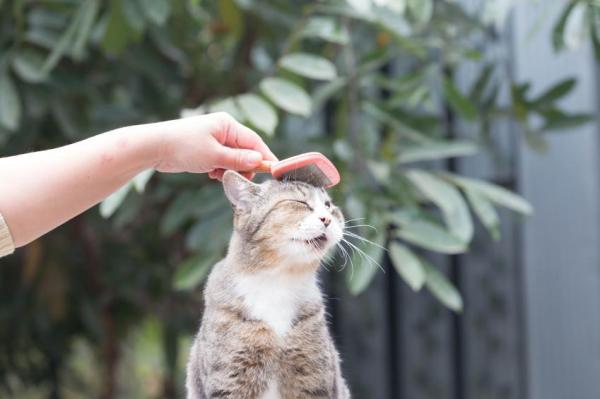 Cepillos para gatos de pelo corto - Cómo preparar a un gato de pelo corto: