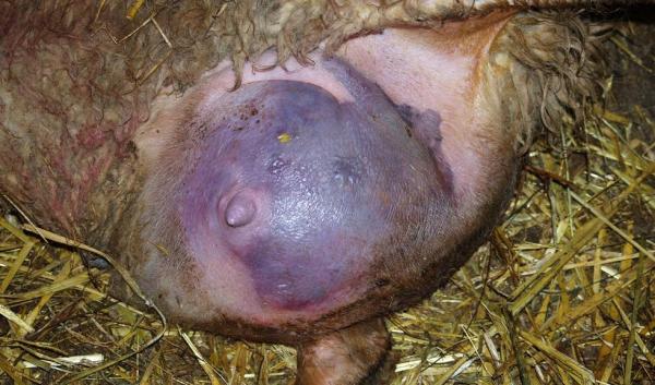 Enfermedades comunes de las ovejas - Causas y síntomas - Mastitis