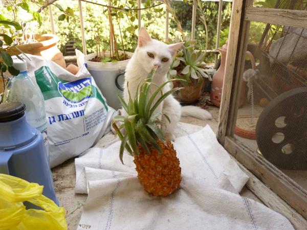 ¿Pueden los gatos comer piña? - Dosis de piña para gatos
