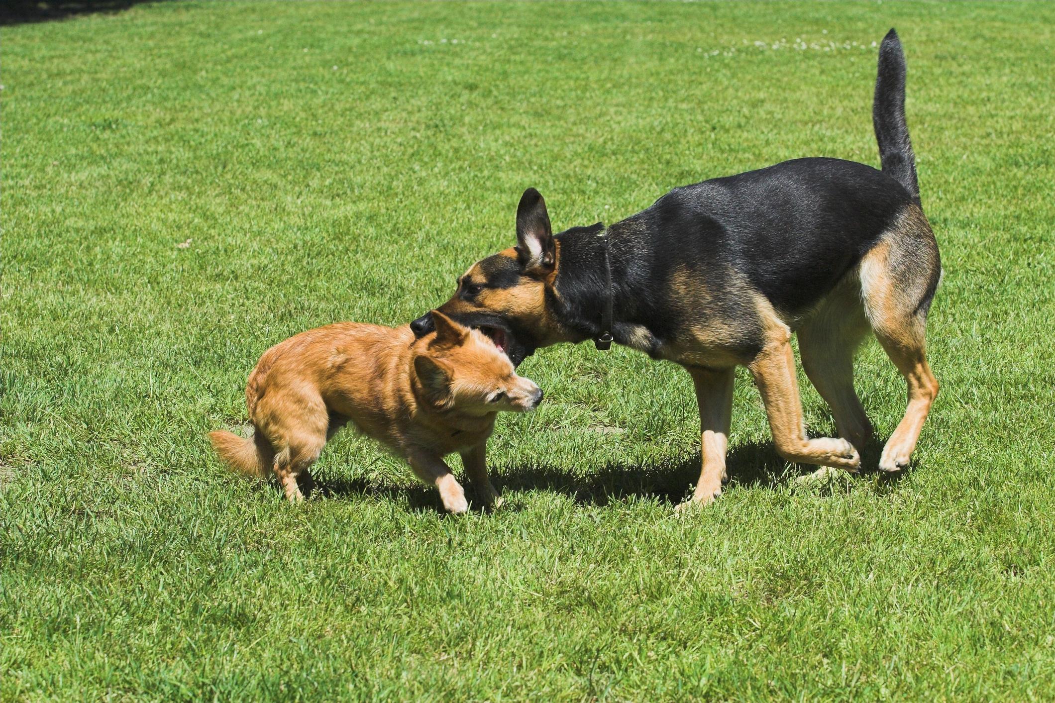 ¿Qué Hacer Si Mi Perro Muerde a Otro Perro? ¿qué Hacer Si Mi Perro Muerde a Otro Perro?