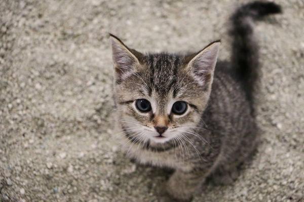 ¿Cómo hacer arena para gatos casera?  - 6 alternativas sostenibles - Arena para gatos casera a partir de tierra y arena