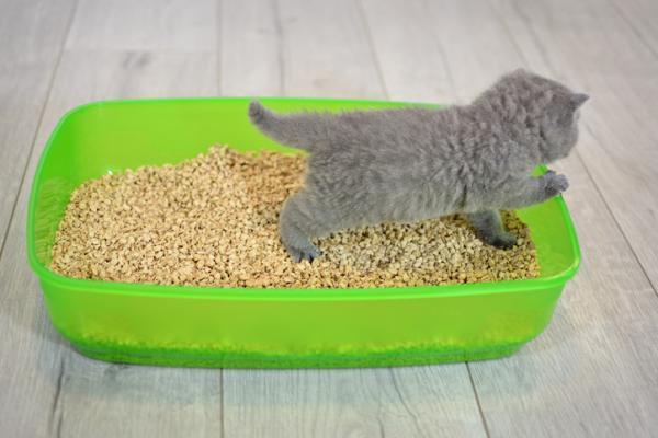 ¿Cómo hacer arena para gatos casera?  - 6 Alternativas Sostenibles - Arena para gatos casera a partir de aserrín