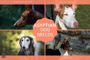 Lista De Razas De Perros Egipcios