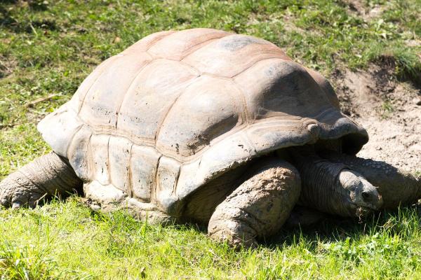 Tortugas y Tortugas Gigantes - Tortuga gigante de Aldabra (Aldabrachelys gigantea)
