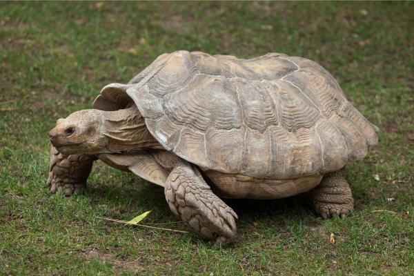 Tortugas y tortugas gigantes - Tortuga de espuelas africana (Centrochelys sulcate)